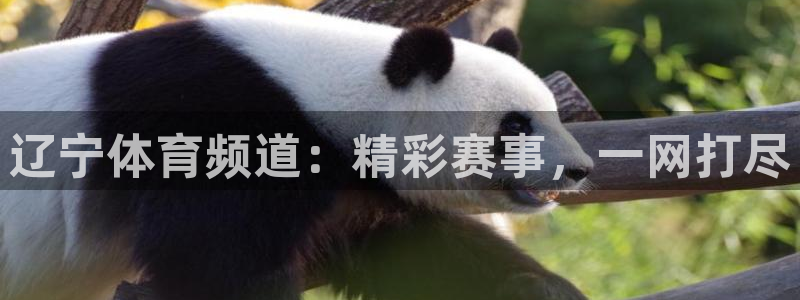 辽宁体育频道：精彩赛事，一网打尽